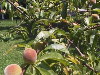 Asad Jelešković, stečeno znanje i iskustvo poljoprivrednicima prenosim kroz brojne edukacije širom BiH