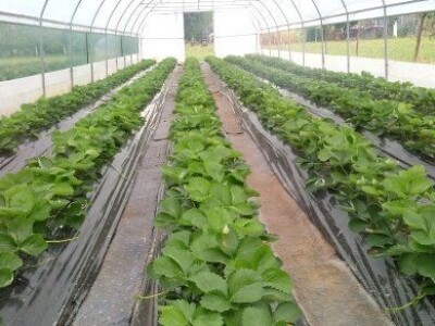 Asad Jelešković, stečeno znanje i iskustvo poljoprivrednicima prenosim kroz brojne edukacije širom BiH