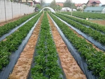 Asad Jelešković: Uzgoj jagode je veoma isplativ