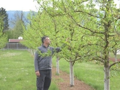 Asad Jelešković: Uzgoj jagode je veoma isplativ