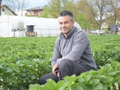 Asad Jelešković: Uzgoj jagode je veoma isplativ