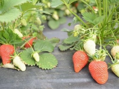 Asad Jelešković: Uzgoj jagode je veoma isplativ