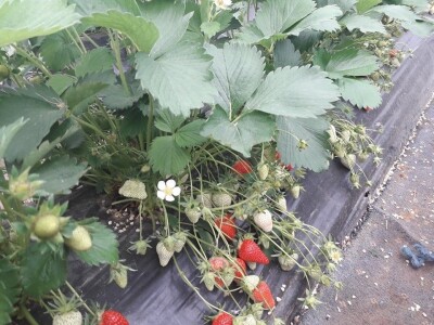 Asad Jelešković: Uzgoj jagode je veoma isplativ