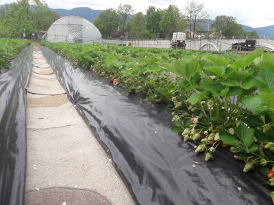 Asad Jelešković: Uzgoj jagode je veoma isplativ