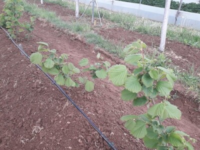 Asad Jelešković: Uzgoj jagode je veoma isplativ