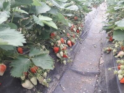 Asad Jelešković: Uzgoj jagode je veoma isplativ