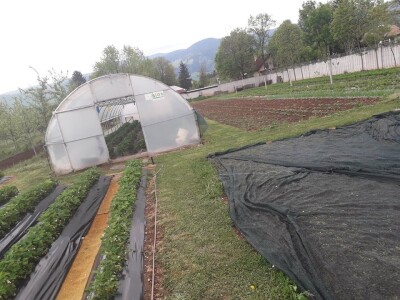 Asad Jelešković: Uzgoj jagode je veoma isplativ