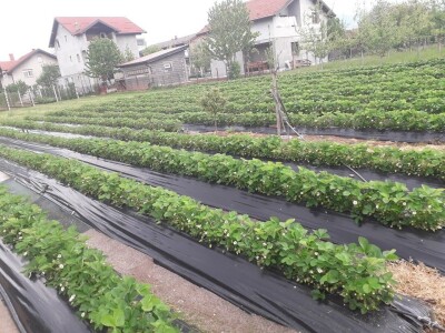 Asad Jelešković: Uzgoj jagode je veoma isplativ