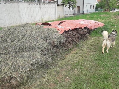 Asad Jelešković: Uzgoj jagode je veoma isplativ