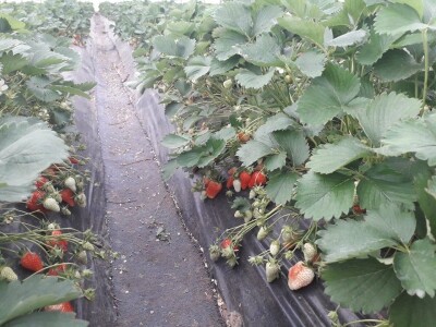 Asad Jelešković: Uzgoj jagode je veoma isplativ