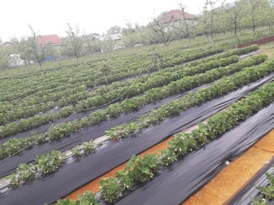 Asad Jelešković: Uzgoj jagode je veoma isplativ