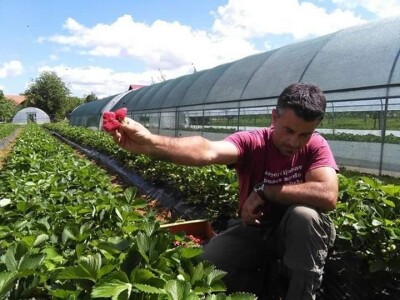 Asad Jelešković: Uzgoj jagode je veoma isplativ