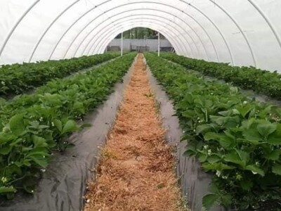 Asad Jelešković: Uzgoj jagode je veoma isplativ