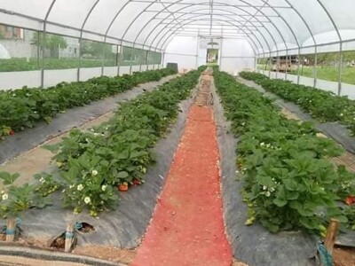 Asad Jelešković: Uzgoj jagode je veoma isplativ