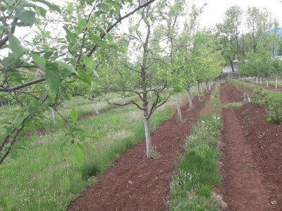 Asad Jelešković: Uzgoj jagode je veoma isplativ