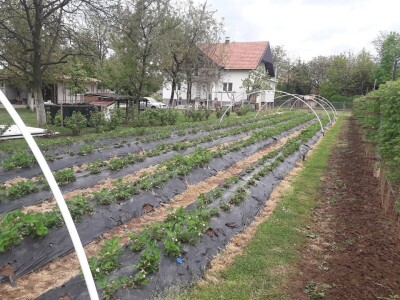 Asad Jelešković: Uzgoj jagode je veoma isplativ