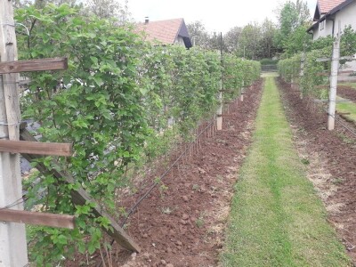 Asad Jelešković: Uzgoj jagode je veoma isplativ