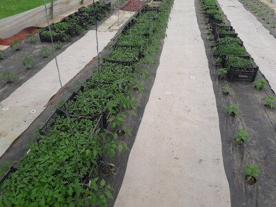 Asad Jelešković: Uzgoj jagode je veoma isplativ