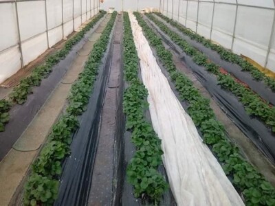 Asad Jelešković: Uzgoj jagode je veoma isplativ