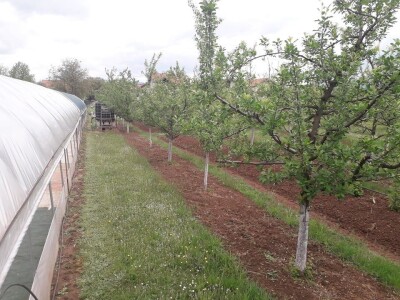 Asad Jelešković: Uzgoj jagode je veoma isplativ