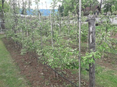 Asad Jelešković: Uzgoj jagode je veoma isplativ