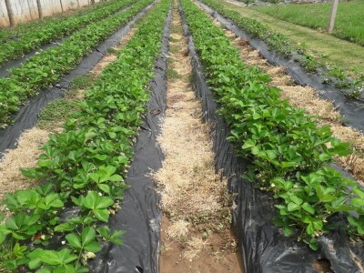 Asad Jelešković: Uzgoj jagode je veoma isplativ