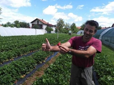 Asad Jelešković: Uzgoj jagode je veoma isplativ