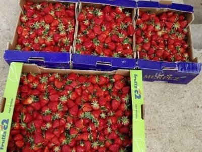 Asad Jelešković: Uzgoj jagode je veoma isplativ