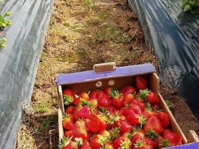 Asad Jelešković: Uzgoj jagode je veoma isplativ