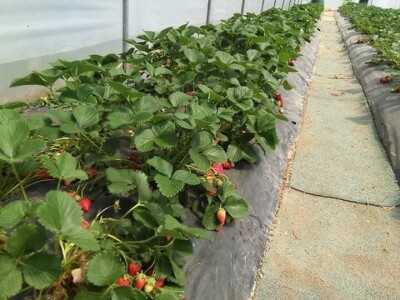 Asad Jelešković: Uzgoj jagode je veoma isplativ