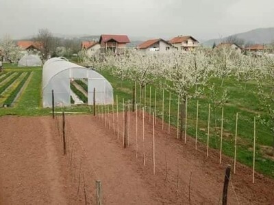 Asad Jelešković: Uzgoj jagode je veoma isplativ