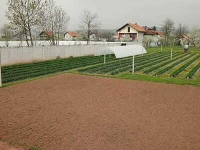 Asad Jelešković: Uzgoj jagode je veoma isplativ