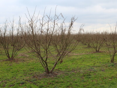 Atomizer Martignani u nasadu Baranjskih lješnjaka