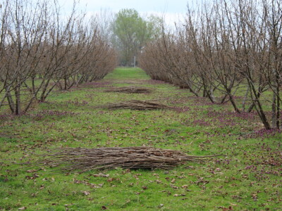 Atomizer Martignani u nasadu Baranjskih lješnjaka