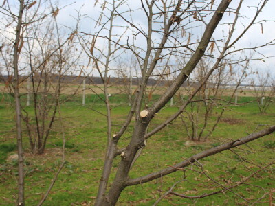 Atomizer Martignani u nasadu Baranjskih lješnjaka