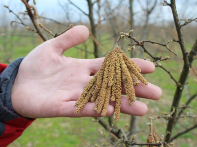 Atomizer Martignani u nasadu Baranjskih lješnjaka
