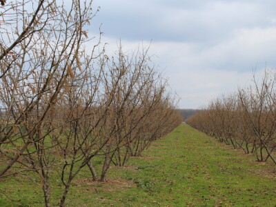 Atomizer Martignani u nasadu Baranjskih lješnjaka