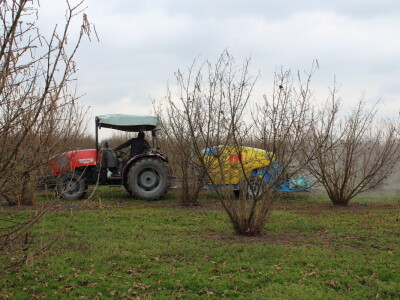 Atomizer Martignani u nasadu Baranjskih lješnjaka