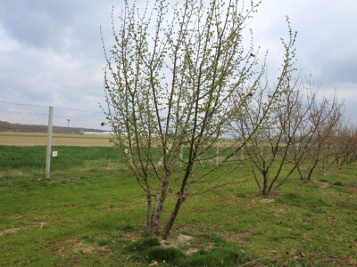 Atomizer Martignani u nasadu Baranjskih lješnjaka