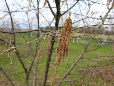 Atomizer Martignani u nasadu Baranjskih lješnjaka