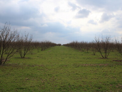 Atomizer Martignani u nasadu Baranjskih lješnjaka