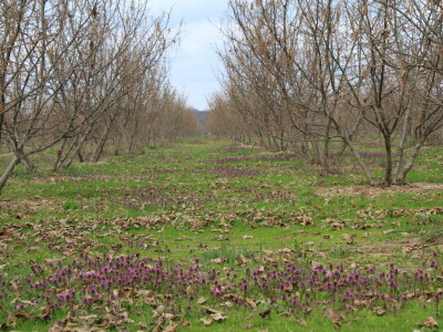 Atomizer Martignani u nasadu Baranjskih lješnjaka