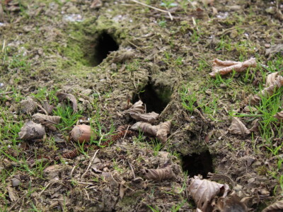 Atomizer Martignani u nasadu Baranjskih lješnjaka