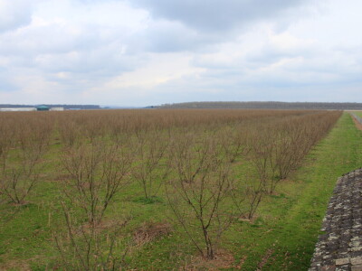 Atomizer Martignani u nasadu Baranjskih lješnjaka