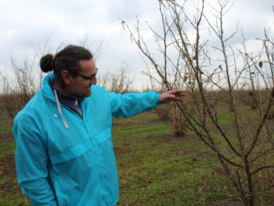 Atomizer Martignani u nasadu Baranjskih lješnjaka