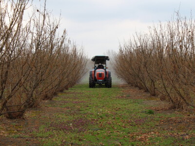 Atomizer Martignani u nasadu Baranjskih lješnjaka