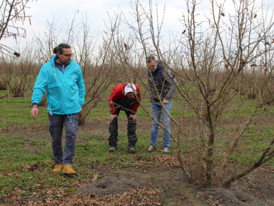 Atomizer Martignani u nasadu Baranjskih lješnjaka