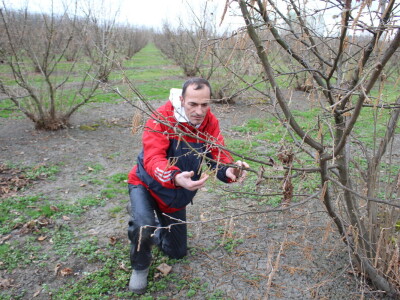 Atomizer Martignani u nasadu Baranjskih lješnjaka