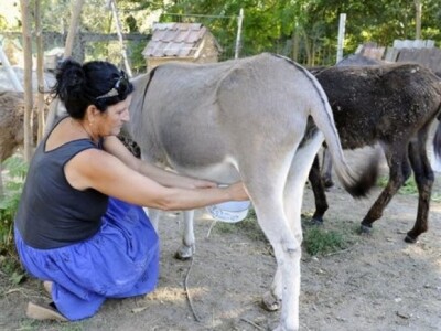 Atraktivan motiv u dalmatinskom ruralnom prostoru