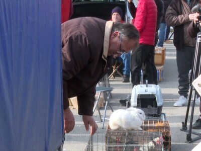 Australop sve popularniji na našem području